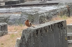 Fringilla coelebs gengleri