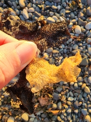 Chondracanthus exasperatus