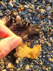 Chondracanthus exasperatus