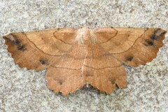 Euchlaena johnsonaria