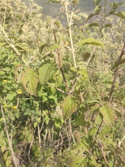 Iresine cassiniiformis