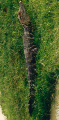 Melanosuchus niger