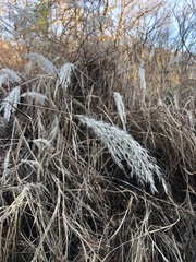 Miscanthus