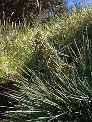 Aciphylla squarrosa