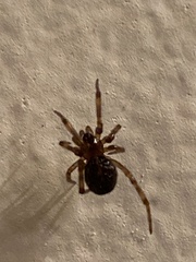 Steatoda
