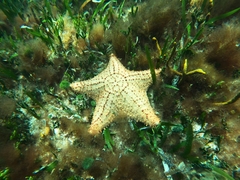 Oreaster reticulatus