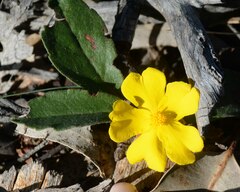 Hibbertia lasiopus