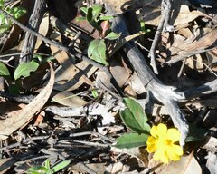 Hibbertia lasiopus