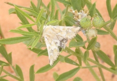 Schinia meadi