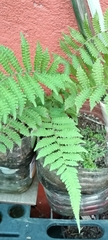 Christella parasitica