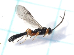 Metopiinae