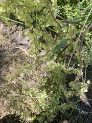 Rumex sagittatus
