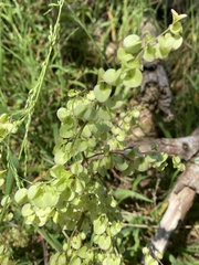 Rumex sagittatus