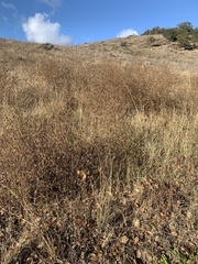 Cordylanthus rigidus rigidus