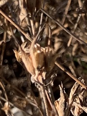 Cordylanthus rigidus rigidus