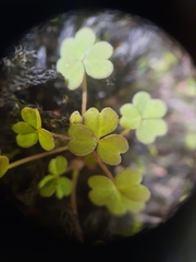 Oxalis magellanica