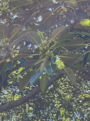 Ficus macrophylla