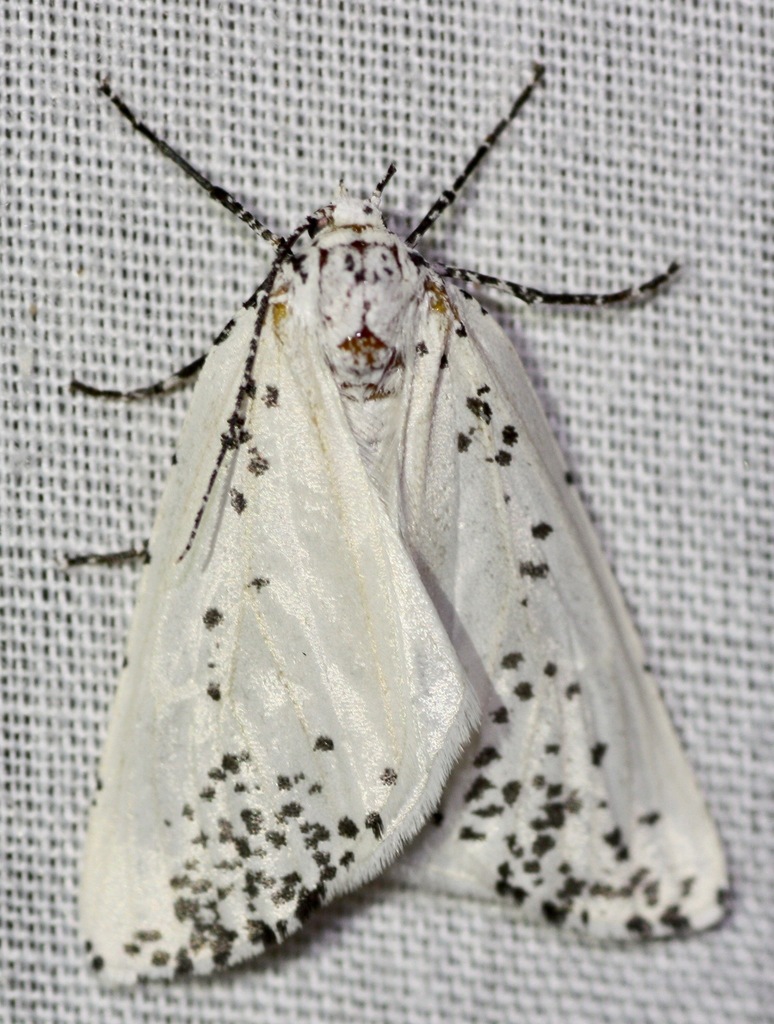 Eucaterva variaria