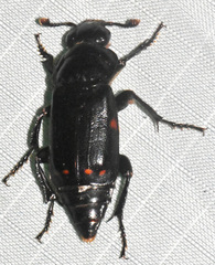 Nicrophorus pustulatus