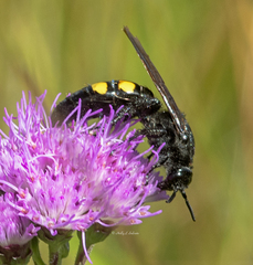 Pygodasis quadrimaculata