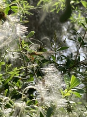 Clematis microphylla