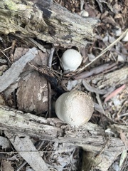 Coprinopsis romagnesiana