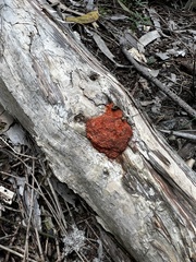 Tubifera ferruginosa