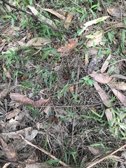 Calyptorhynchus lathami