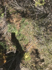 Calyptorhynchus lathami