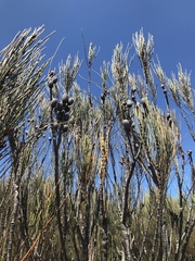 Calyptorhynchus lathami