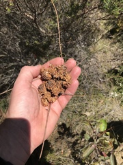 Calyptorhynchus lathami