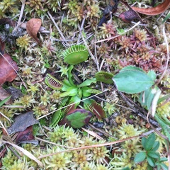 Dionaea muscipula