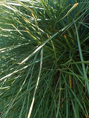 Aciphylla squarrosa