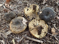Lactarius sordidus