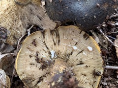 Lactarius sordidus