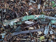 Aleurodiscus amorphus