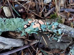 Aleurodiscus amorphus