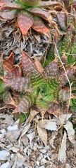 Aloe maculata