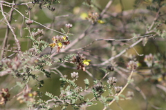 Dalea lutea