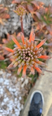 Aloe maculata