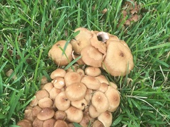 Physalacriaceae