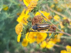 Neocrossidius trivittatus