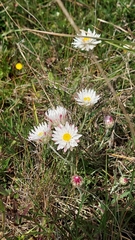 Leucochrysum albicans