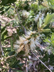 Melaleuca salicina