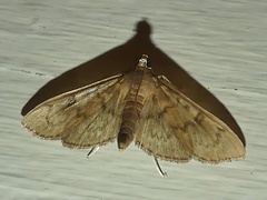 Psara obscuralis