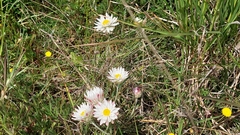 Leucochrysum albicans