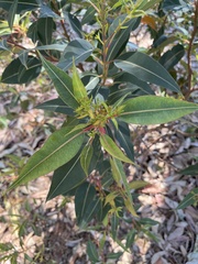 Corymbia