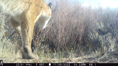 Puma concolor couguar