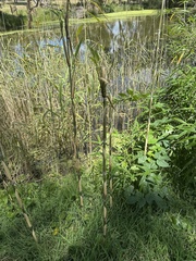 Bambusoideae