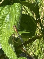 Odonata